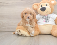 7 week old Cockapoo Puppy For Sale - Premier Pups