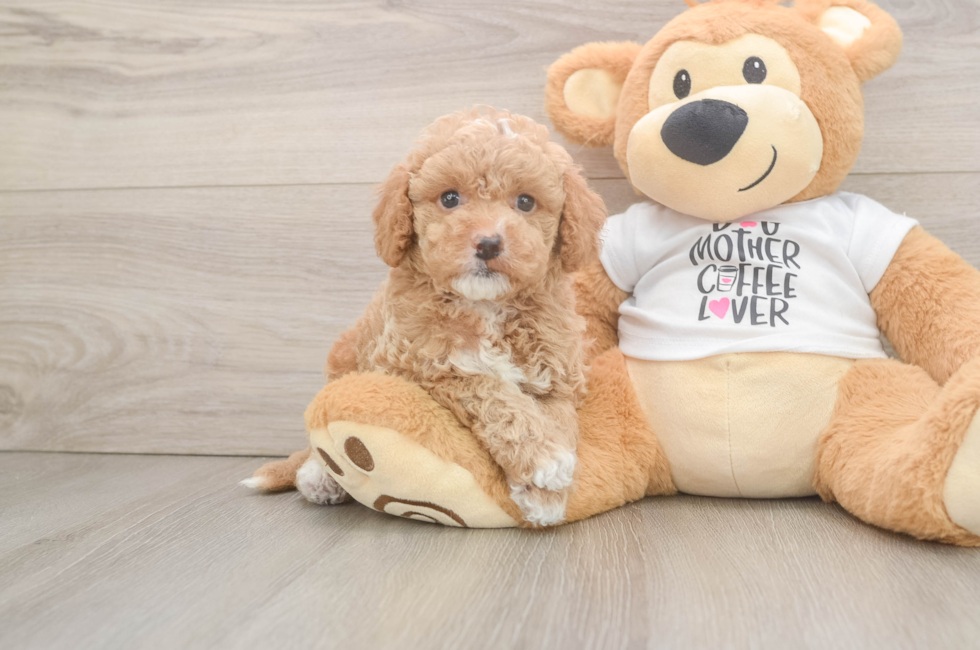 5 week old Cockapoo Puppy For Sale - Premier Pups