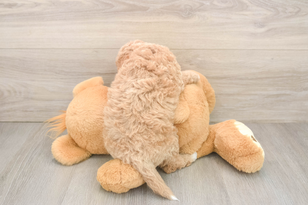 Cockapoo Pup Being Cute