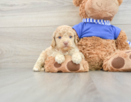 6 week old Cockapoo Puppy For Sale - Premier Pups