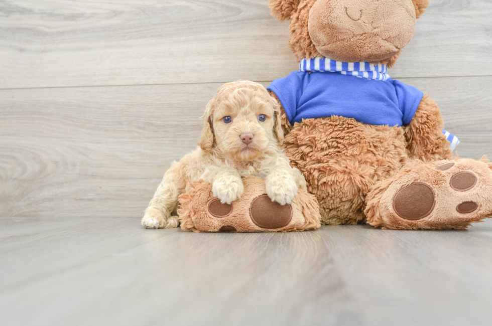 5 week old Cockapoo Puppy For Sale - Premier Pups