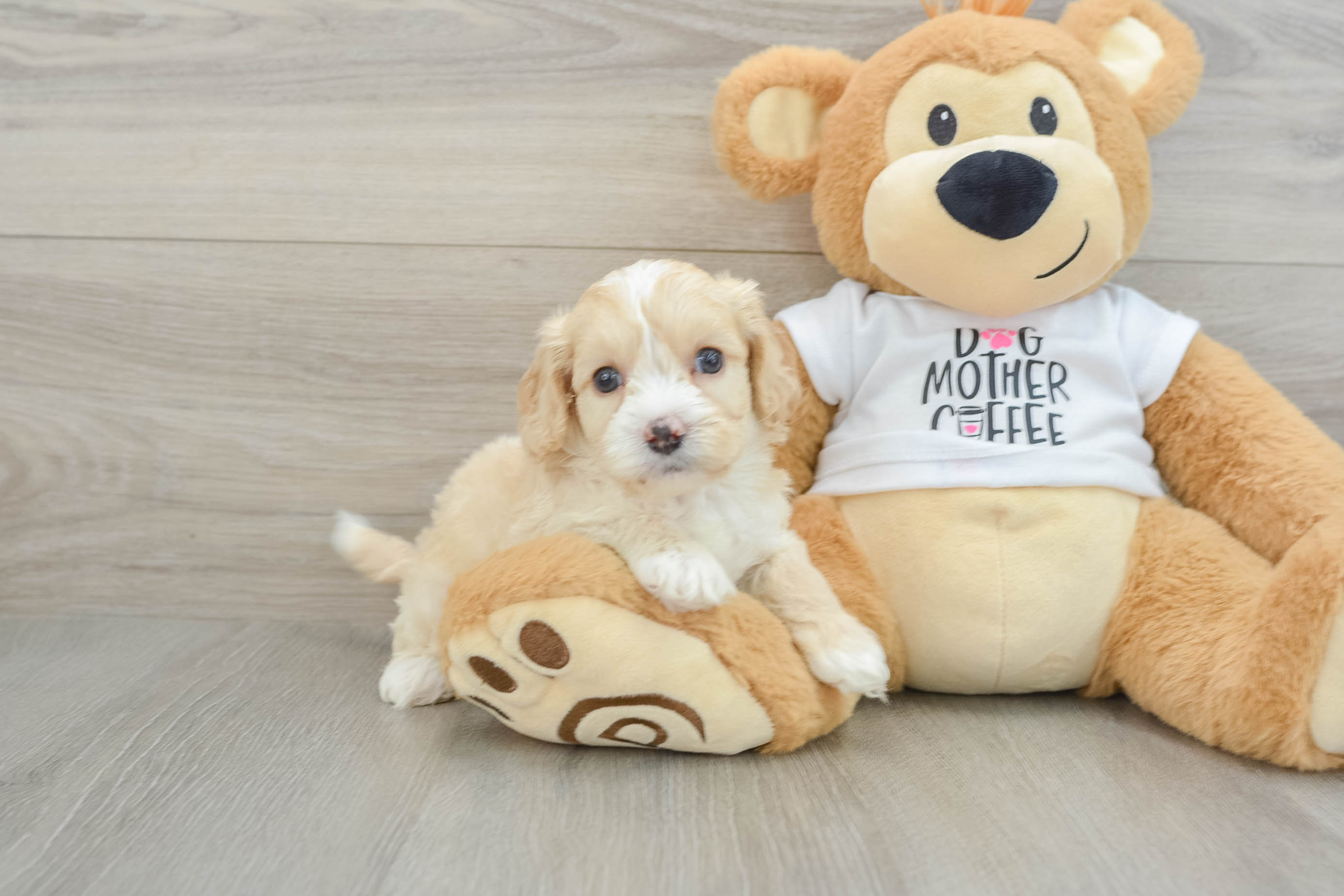 Cockapoo Puppy for Adoption