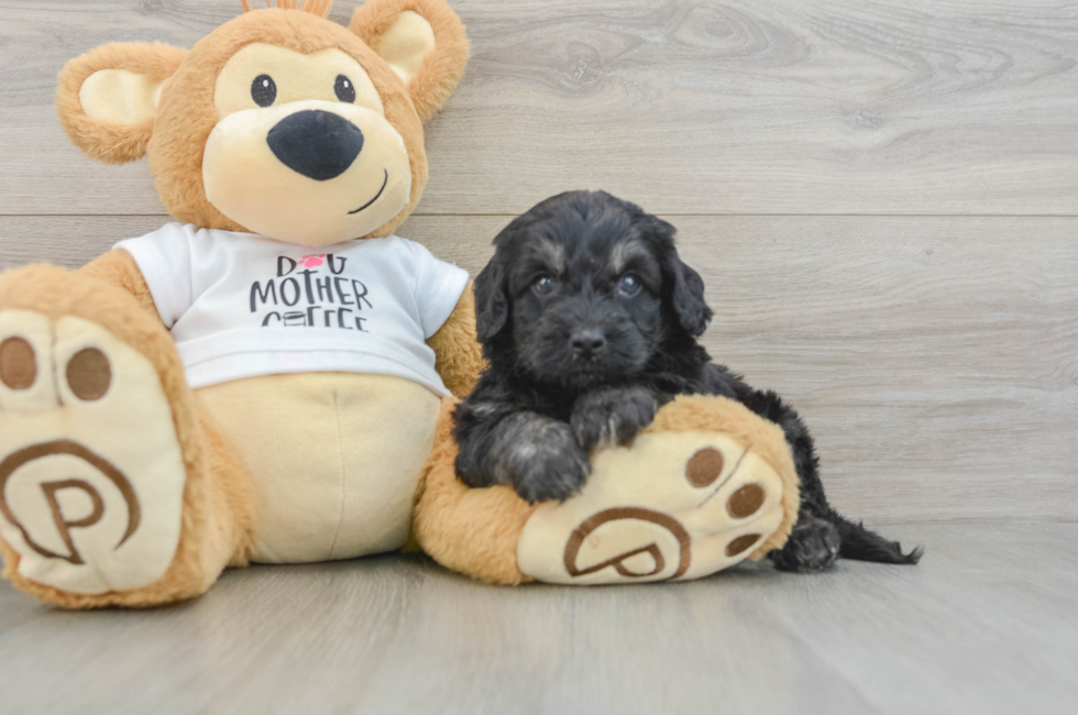 5 week old Cockapoo Puppy For Sale - Premier Pups