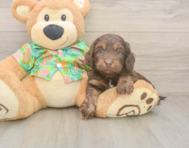 5 week old Cockapoo Puppy For Sale - Premier Pups