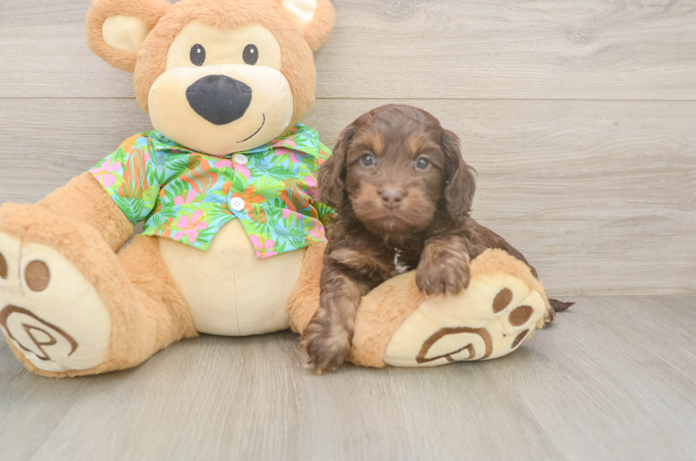 5 week old Cockapoo Puppy For Sale - Premier Pups