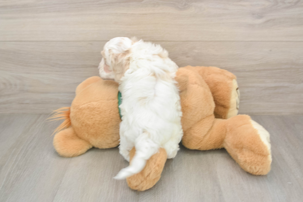 Fluffy Cockapoo Poodle Mix Pup