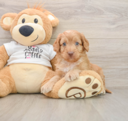 8 week old Cockapoo Puppy For Sale - Premier Pups