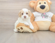 7 week old Cockapoo Puppy For Sale - Premier Pups