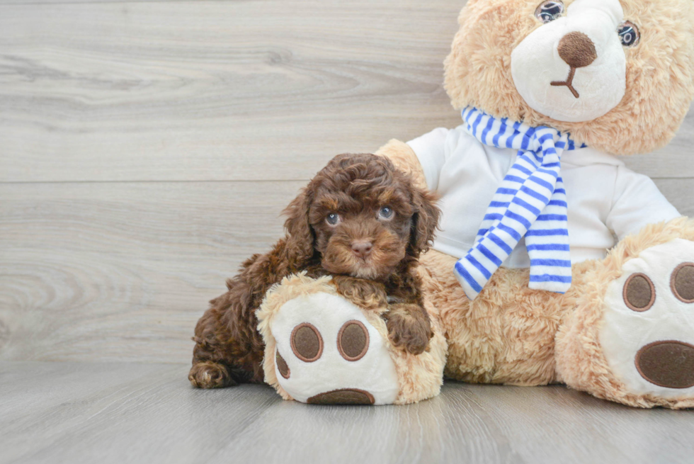 Playful Cockerpoo Poodle Mix Puppy