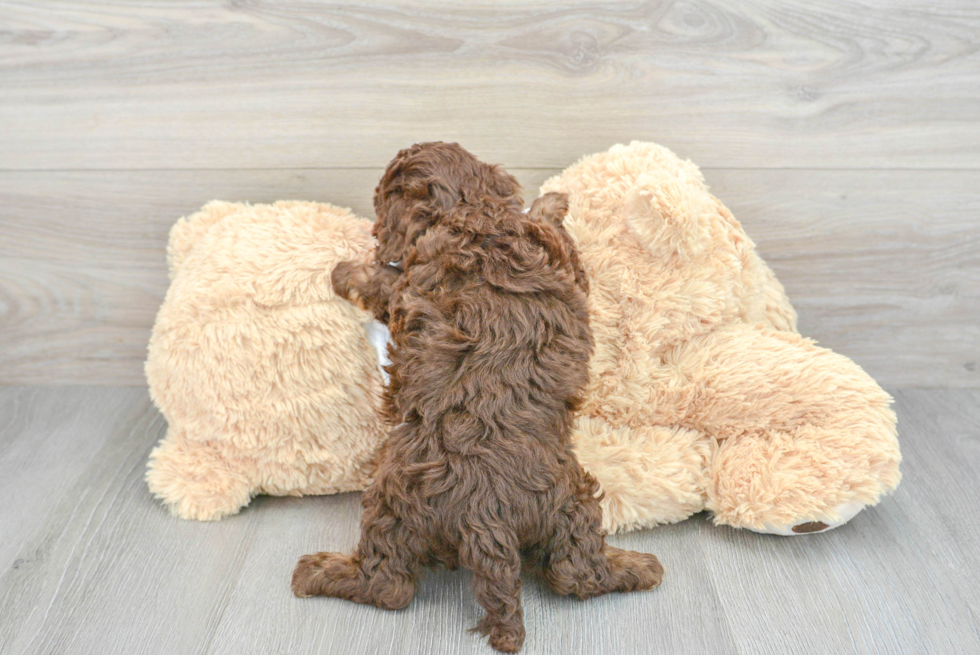 Friendly Cockapoo Baby