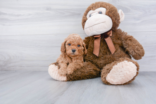 Friendly Cockapoo Baby