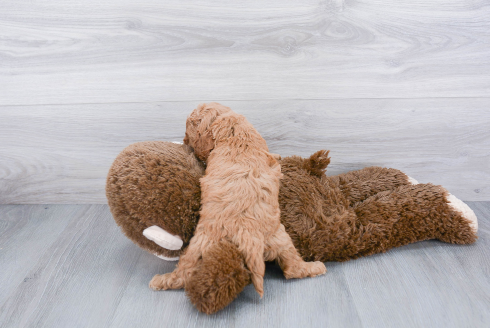 Cockapoo Pup Being Cute