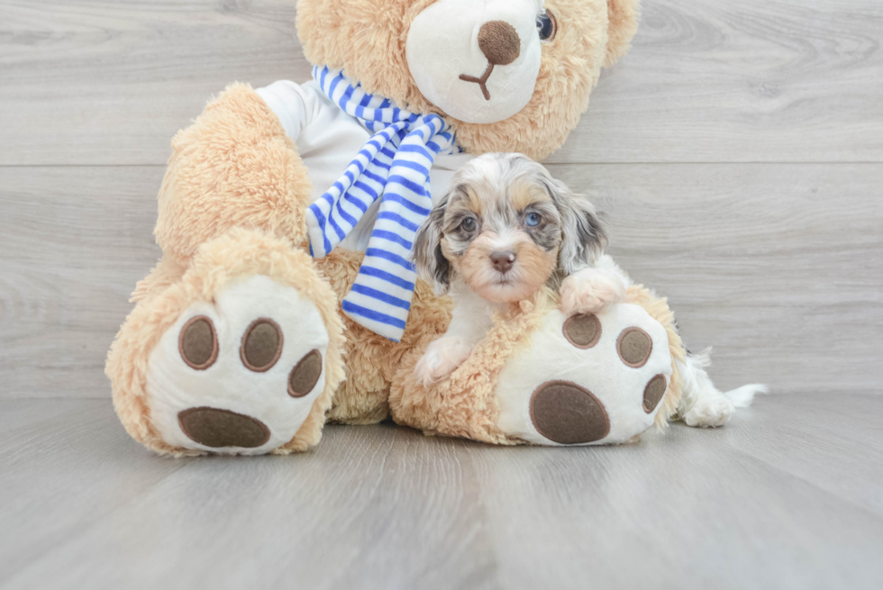 Cockapoo Puppy for Adoption