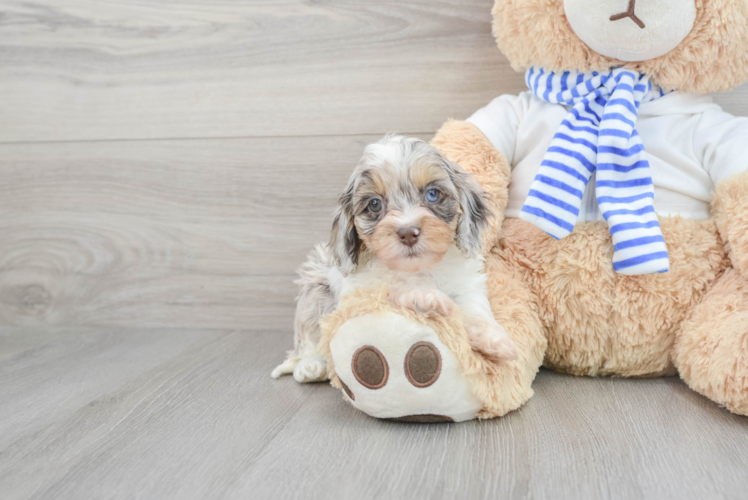 Cockapoo Puppy for Adoption