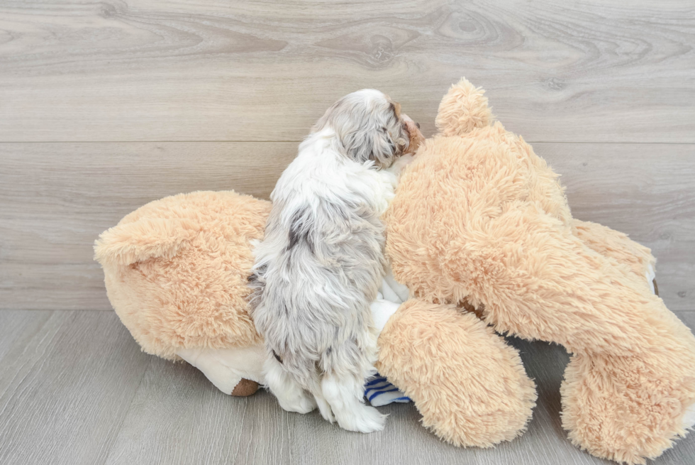 Cockapoo Puppy for Adoption