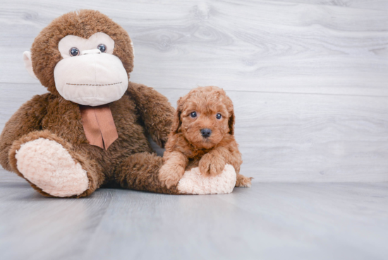 Sweet Cockapoo Baby