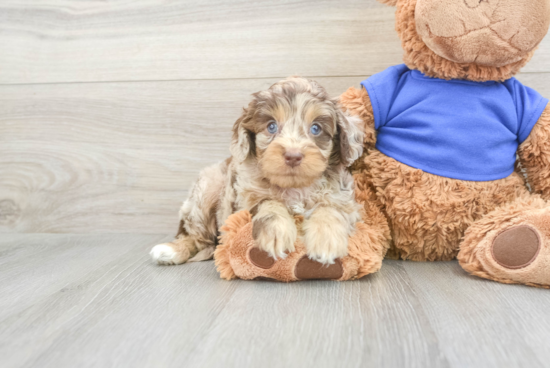 Best Cockapoo Baby