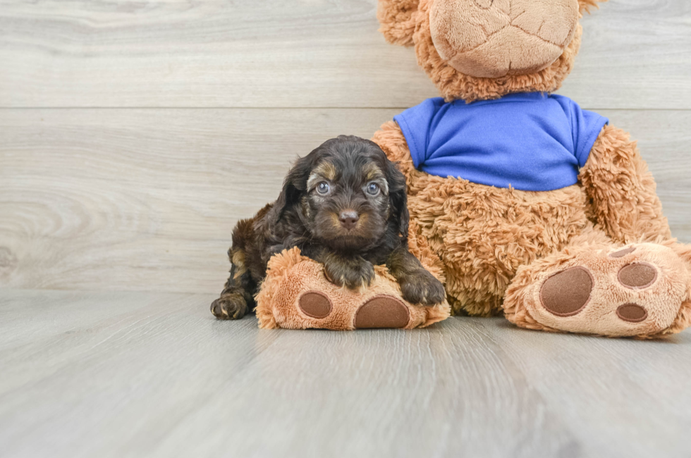 5 week old Cockapoo Puppy For Sale - Premier Pups