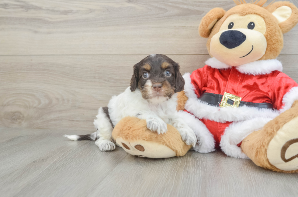 4 week old Cockapoo Puppy For Sale - Premier Pups