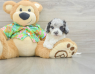 6 week old Cockapoo Puppy For Sale - Premier Pups