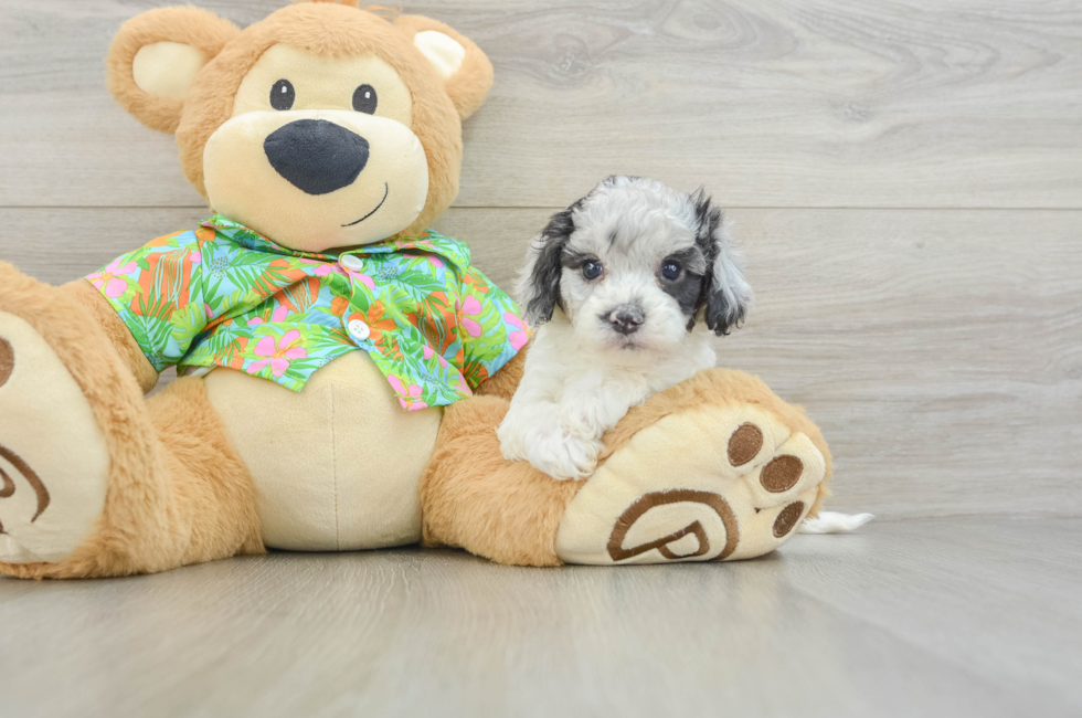 5 week old Cockapoo Puppy For Sale - Premier Pups