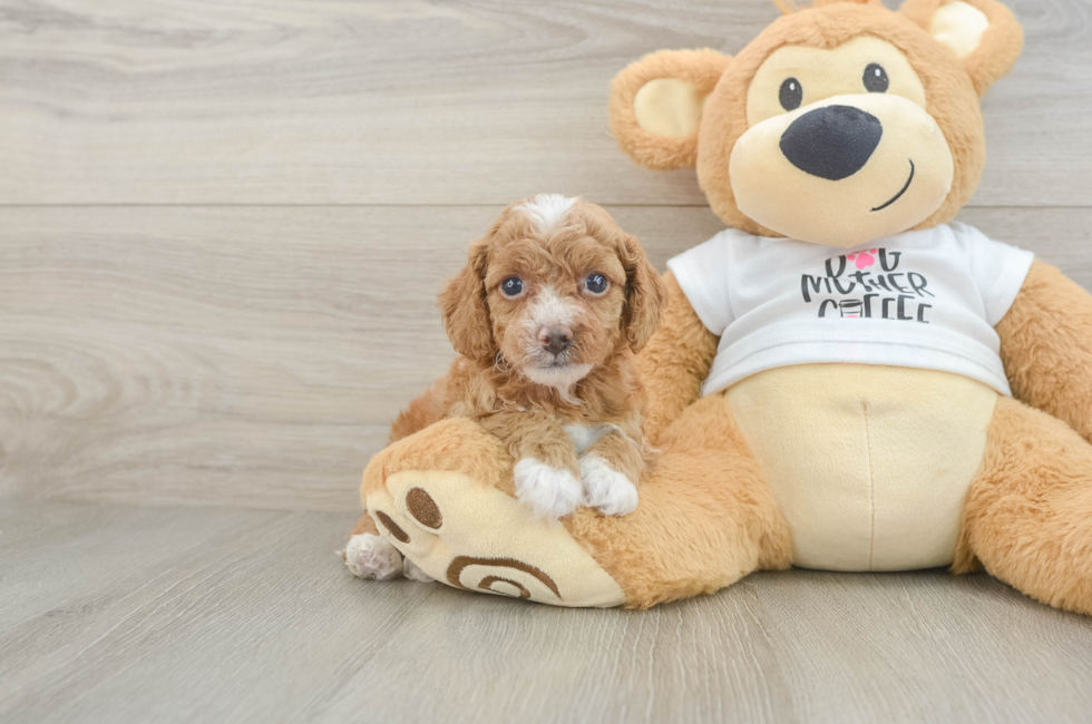 5 week old Cockapoo Puppy For Sale - Premier Pups