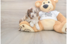 Smart Cockapoo Poodle Mix Pup