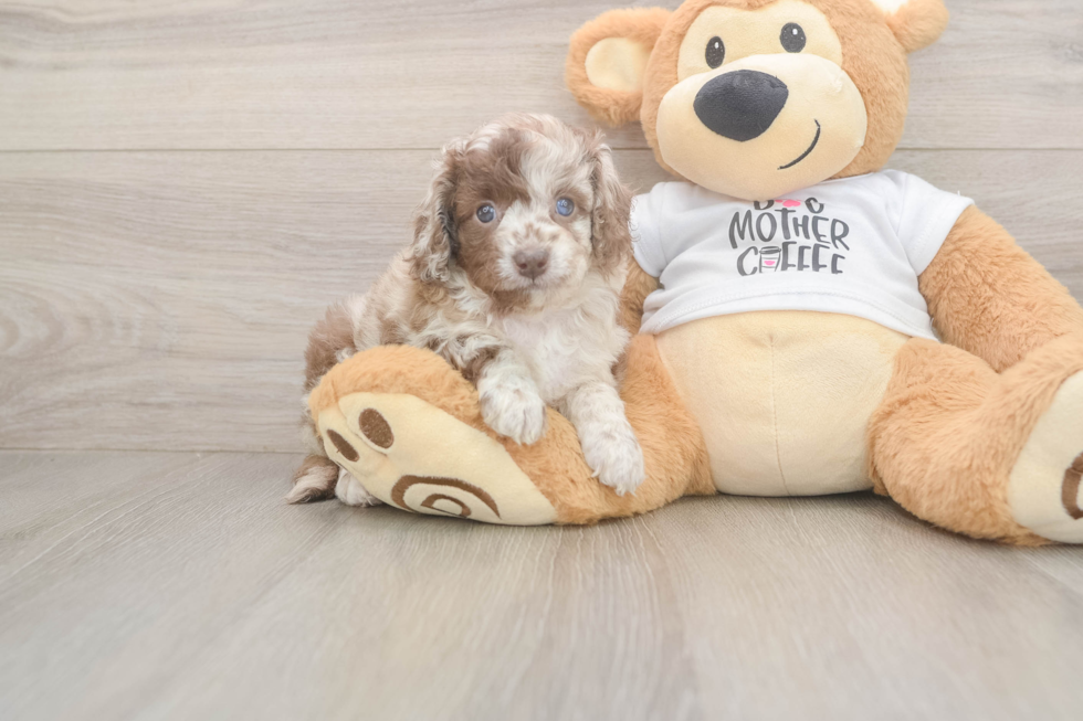 Smart Cockapoo Poodle Mix Pup