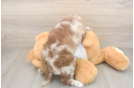 Popular Cockapoo Poodle Mix Pup