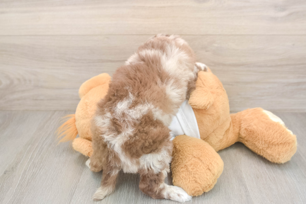 Popular Cockapoo Poodle Mix Pup