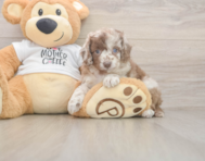 5 week old Cockapoo Puppy For Sale - Premier Pups