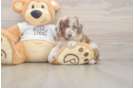 Adorable Cocker Doodle Poodle Mix Puppy