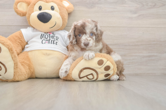 Adorable Cocker Doodle Poodle Mix Puppy
