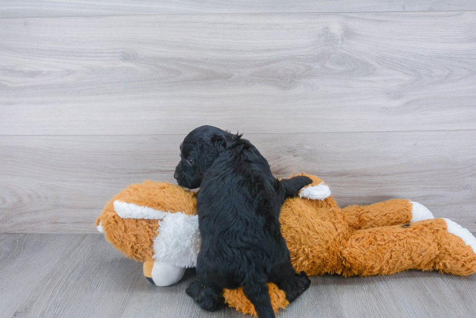 Best Cockapoo Baby