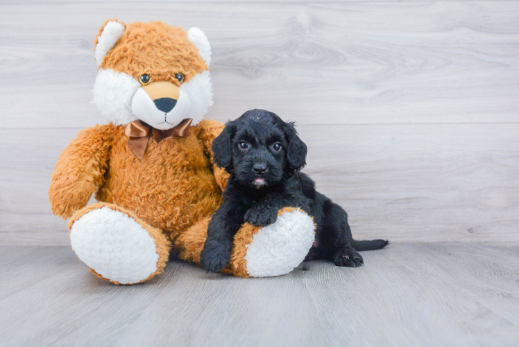 Cockapoo Puppy for Adoption