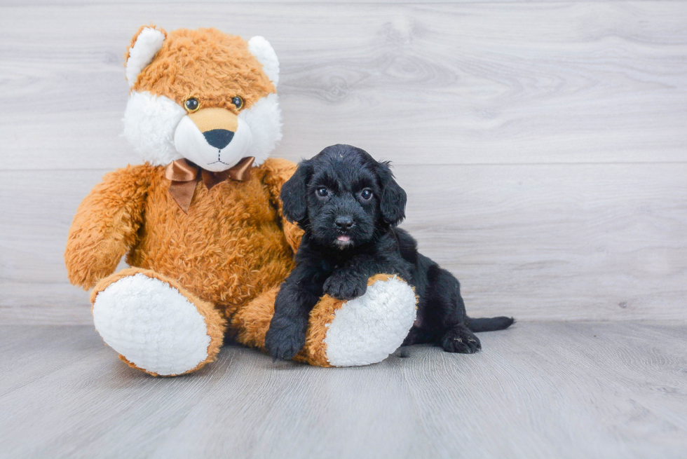 Cockapoo Puppy for Adoption