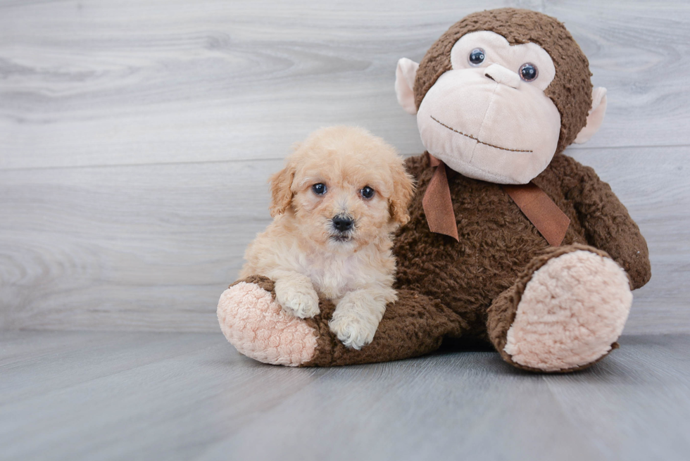 Cockapoo Pup Being Cute