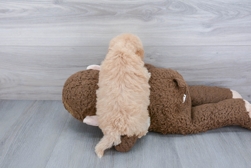 Fluffy Cockapoo Poodle Mix Pup