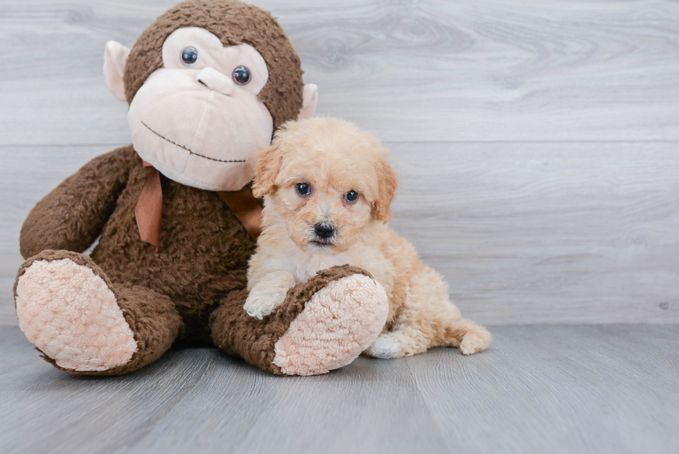 Fluffy Cockapoo Poodle Mix Pup