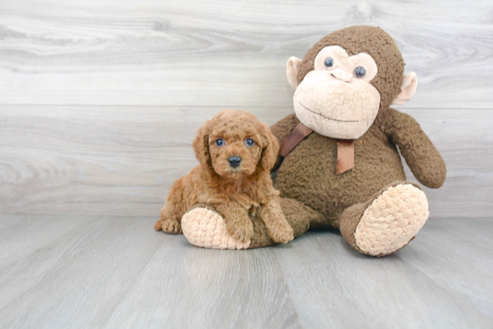 Fluffy Cockapoo Poodle Mix Pup