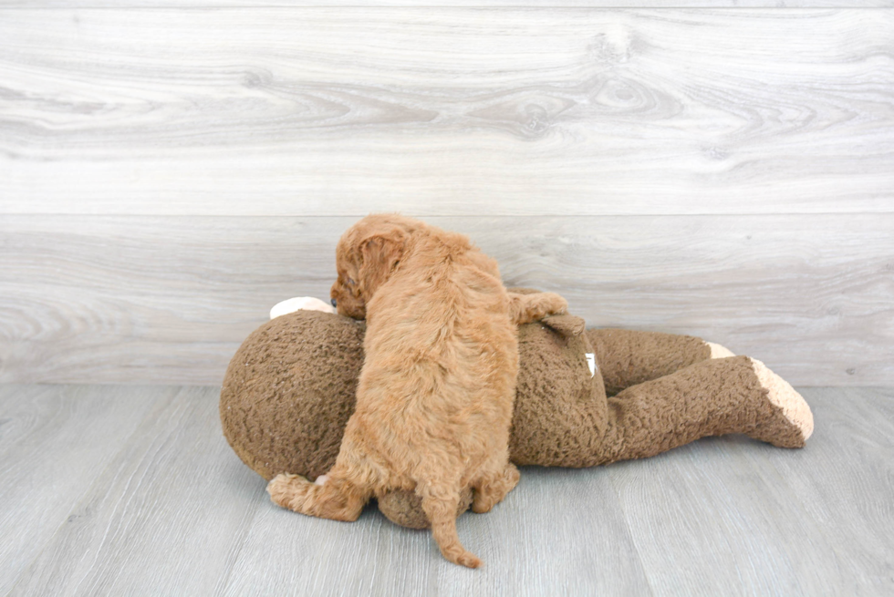 Small Cockapoo Baby