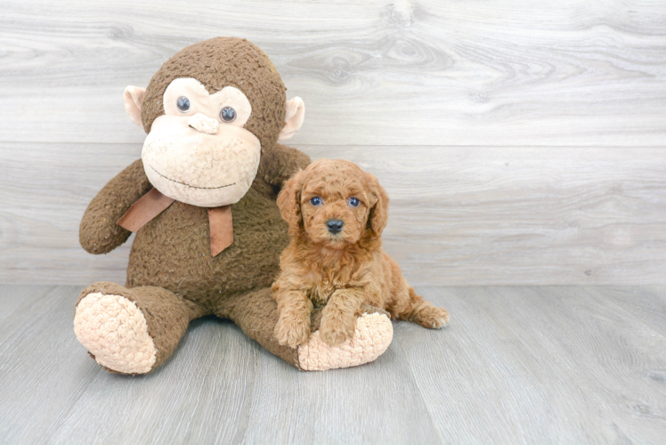 Funny Cockapoo Poodle Mix Pup