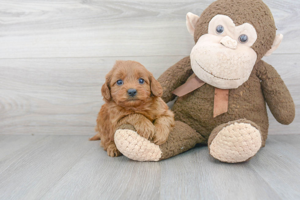 Popular Cockapoo Poodle Mix Pup