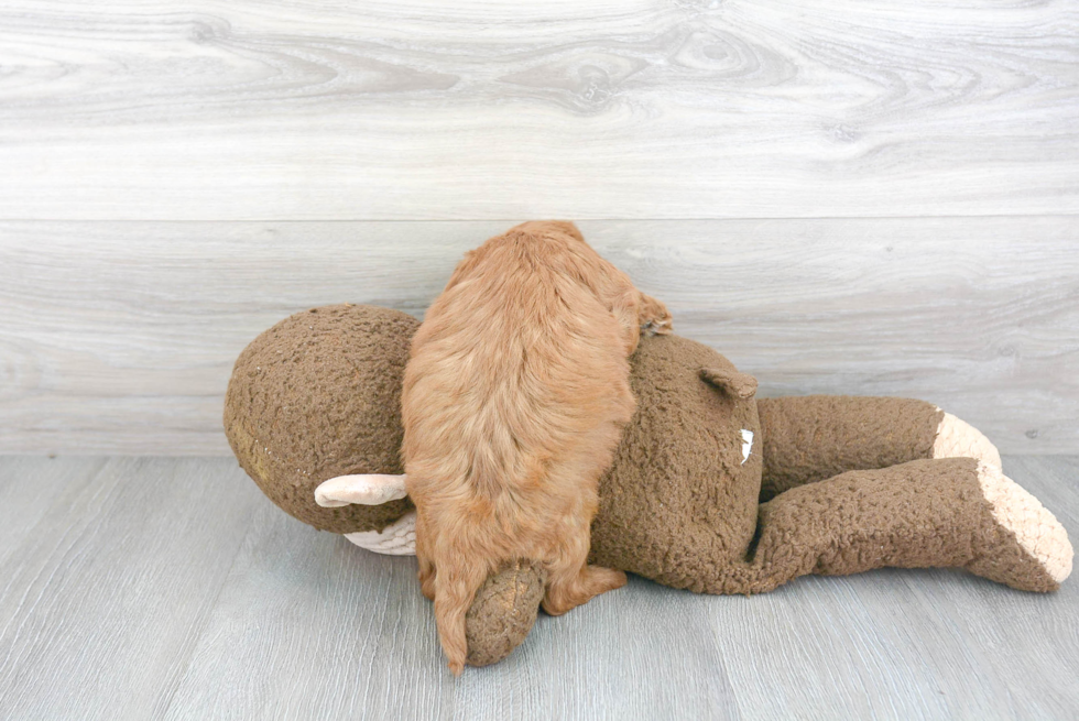 Fluffy Cockapoo Poodle Mix Pup