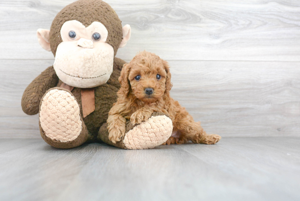 Small Cockapoo Baby