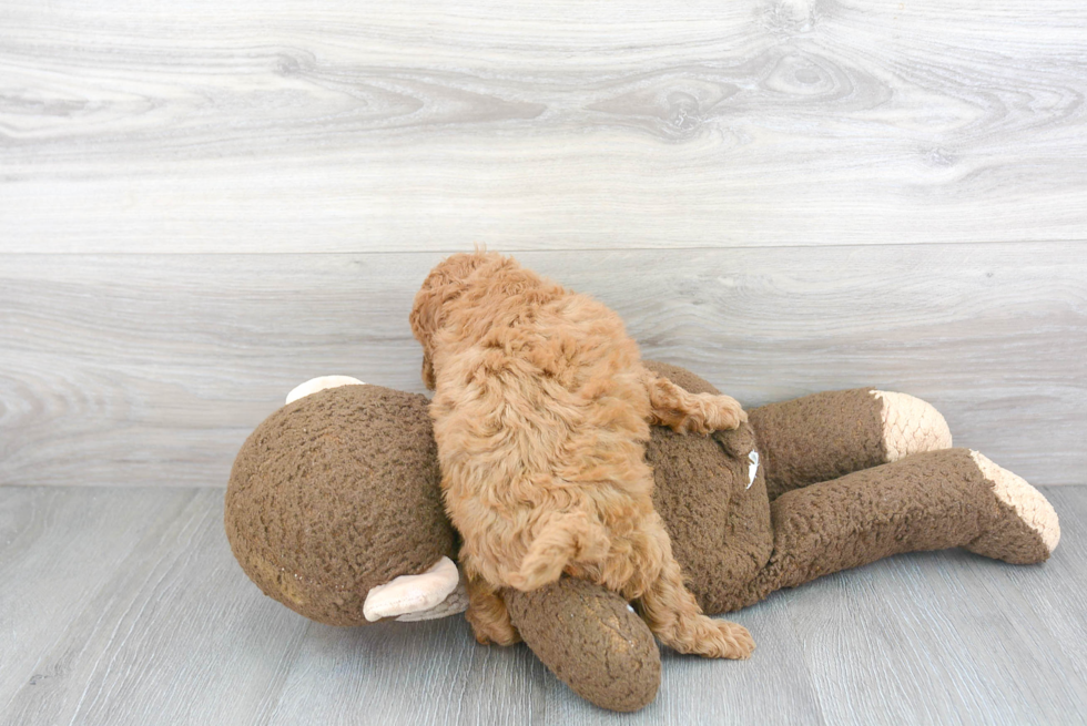 Funny Cockapoo Poodle Mix Pup