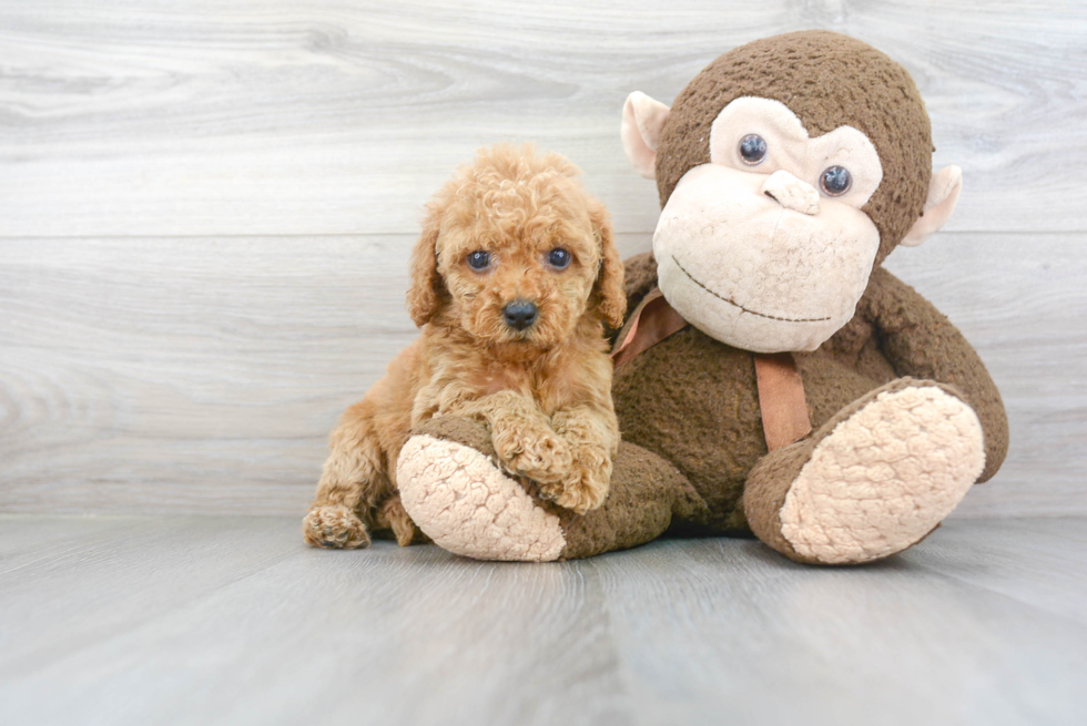 Small Cockapoo Baby