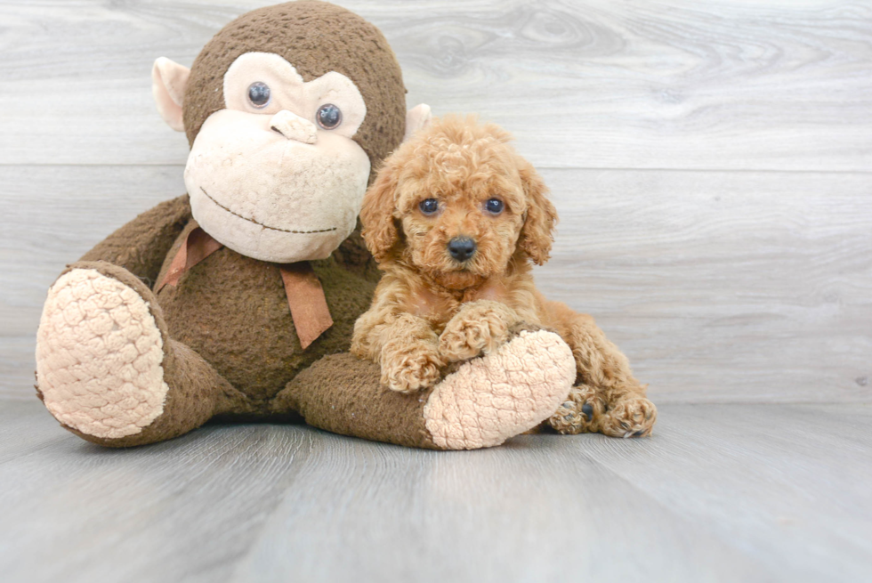 Best Cockapoo Baby