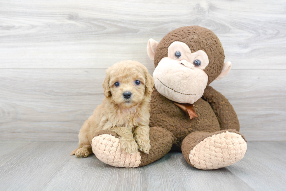 Cute Cockapoo Baby