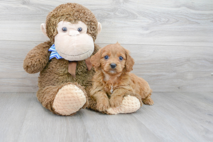 Best Cockapoo Baby